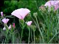 convolvulus_cantabrica