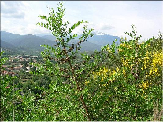 coriaria_myrtifolia