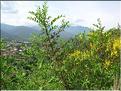 coriaria_myrtifolia