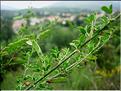cytisus_arboreus_catalaunicus1