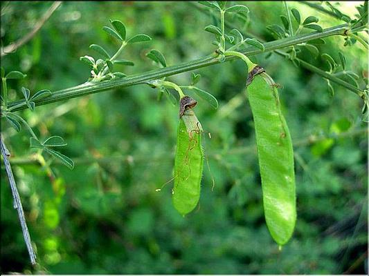 cytisus_arboreus_catalaunicus2