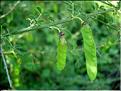 cytisus_arboreus_catalaunicus2