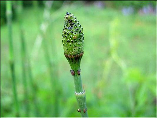 equisetum_ramosissimum