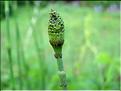 equisetum_ramosissimum