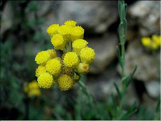 helichrysum_stoechas
