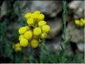 helichrysum_stoechas