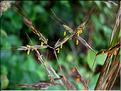 hyparhenia_hirta