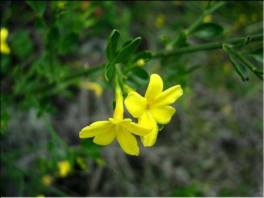 jasminum_fruticans