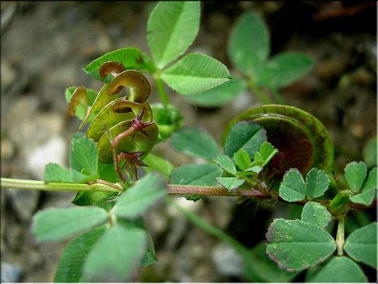 medicago_orbiculare
