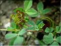 medicago_orbiculare