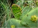 opuntia_stricta