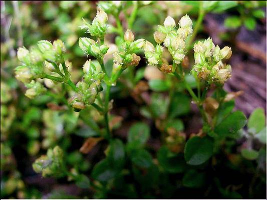 polycarpon_tetraphyllum