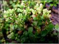 polycarpon_tetraphyllum