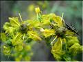 ruta_chalepensis