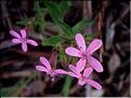 saponaria_ocymoides