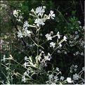 silene_italica1
