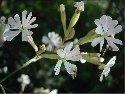 silene_italica2