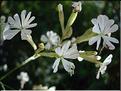 silene_italica2