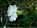 silene_latifolia_alba