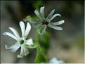 silene_nocturna