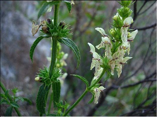 stachys_recta