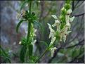 stachys_recta