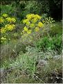 thapsia_villosa