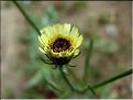 tolpis_barbata