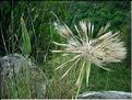 tragopogon_porrifolius