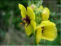 verbascum_boerhavii