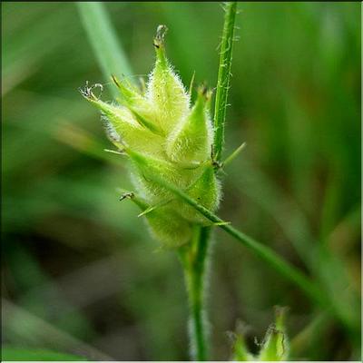 carex_hirta