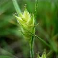 carex_hirta