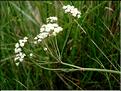 carum_verticillatum1