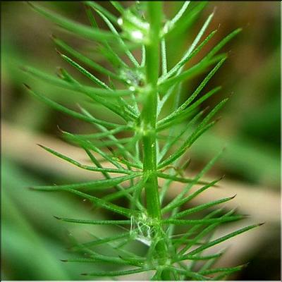 carum_verticillatum2