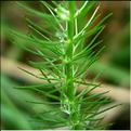 carum_verticillatum2