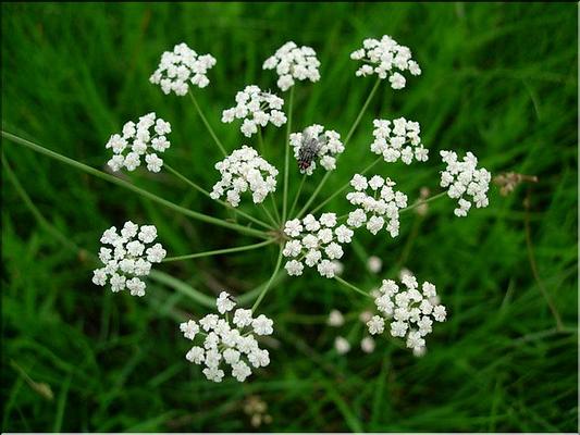 carum_verticillatum3