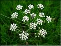carum_verticillatum3