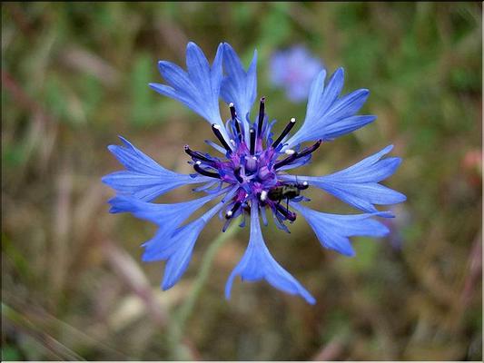 centaurea_cyanus