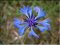 centaurea_cyanus