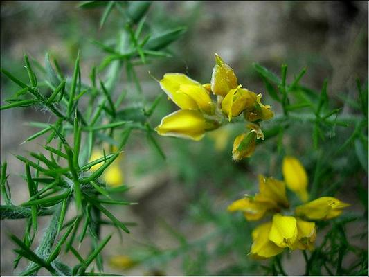 genista_hispanica