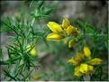 genista_hispanica