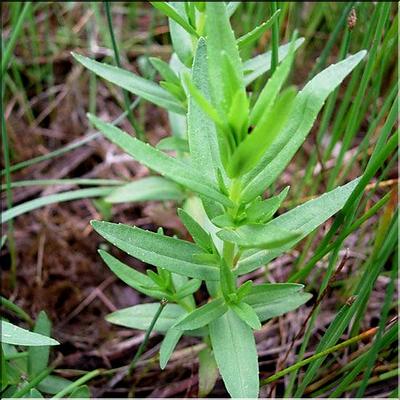 gratiola_officinalis1