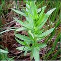 gratiola_officinalis1