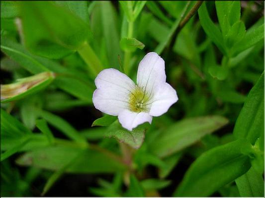 gratiola_officinalis2