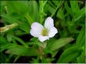 gratiola_officinalis2