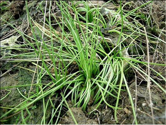 isoetes_setaceae