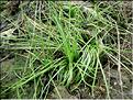 isoetes_setaceae