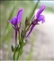 linaria_pelisseriana