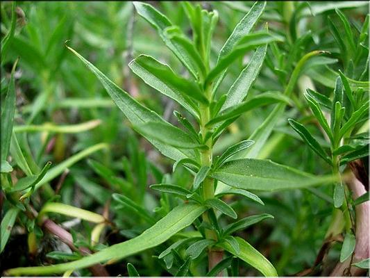 mentha_cervina