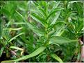 mentha_cervina